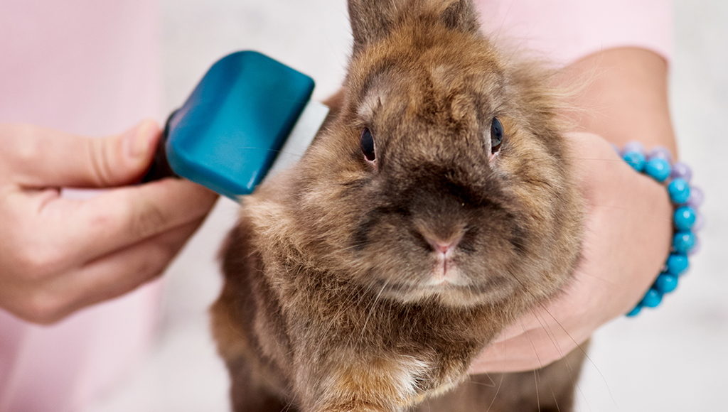 VtkkbT2yIw9MIbHr00N1H0good-grooming-habits-for-rabbits.jpg (1) VtkkbT2yIw9MIbHr00N1H0good-grooming-habits-for-rabbits.jpg (1)