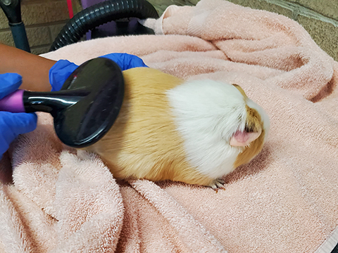 best-guinea-pig-grooming-farmers-branch-01-480x360